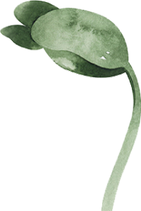 発芽のイラスト