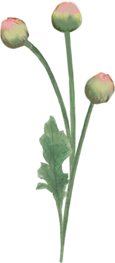 つぼみのイラスト