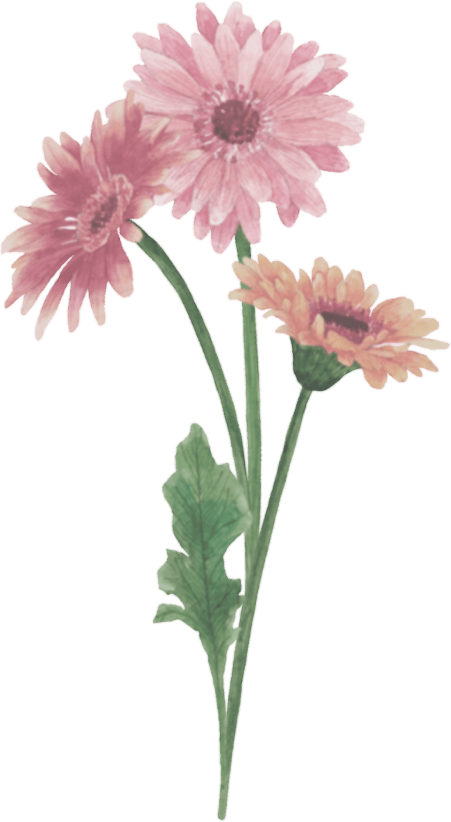 ガーベラのイラスト