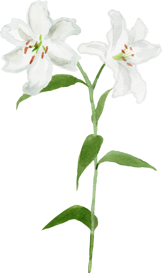 白い花のイラスト