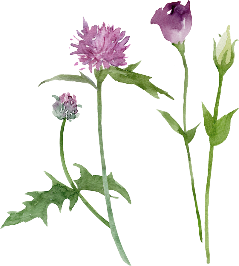 紫の花のイラスト