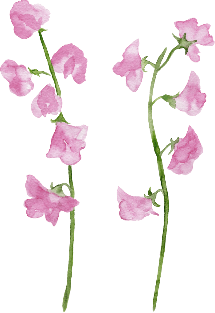 ピンクの花のイラスト