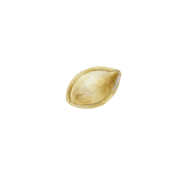 黄色い種のイラスト