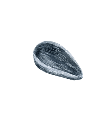 黒色の種のイラスト