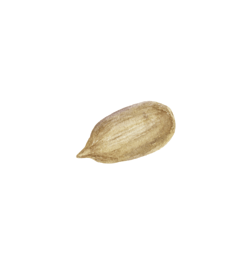 黄色い種のイラスト