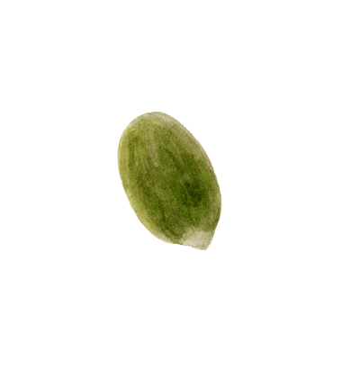 緑色の種のイラスト